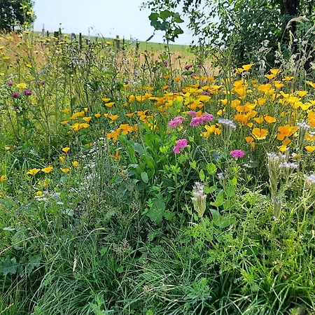 Wellness Biene Im Bergischen Land